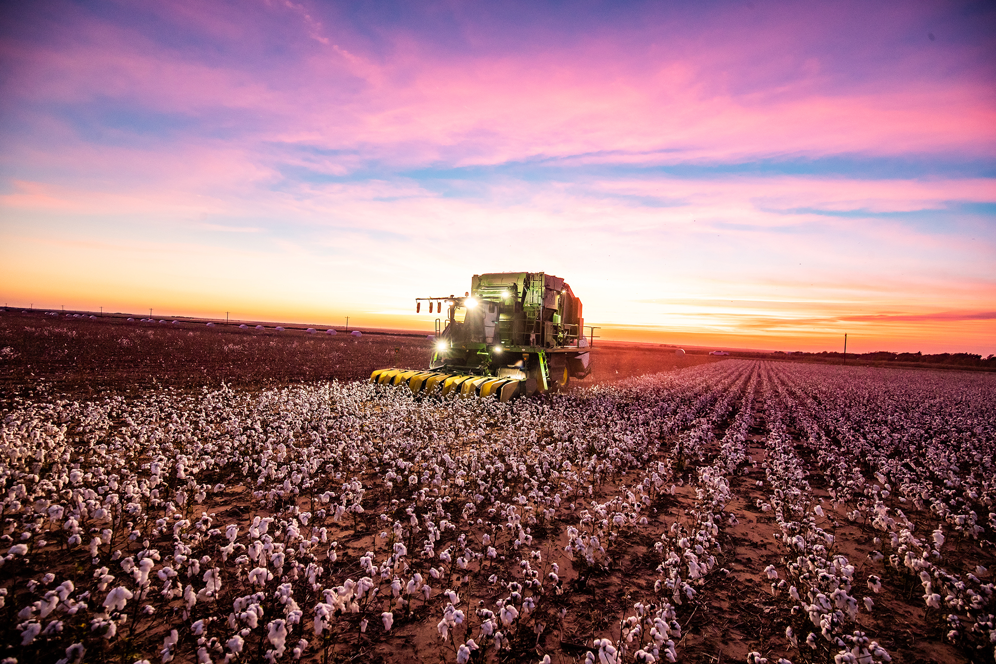 Tractor in field at dusk harvesting cotton