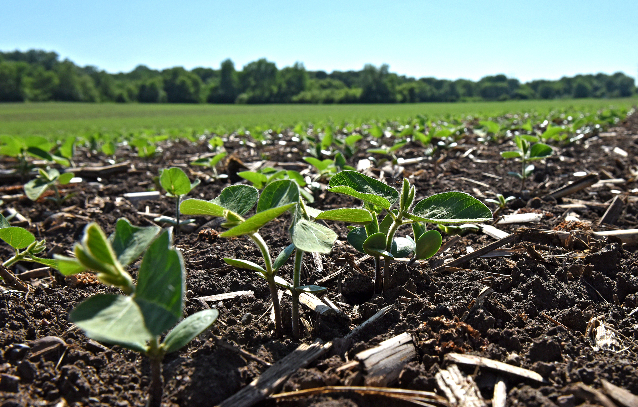 Young soybean plants in soil