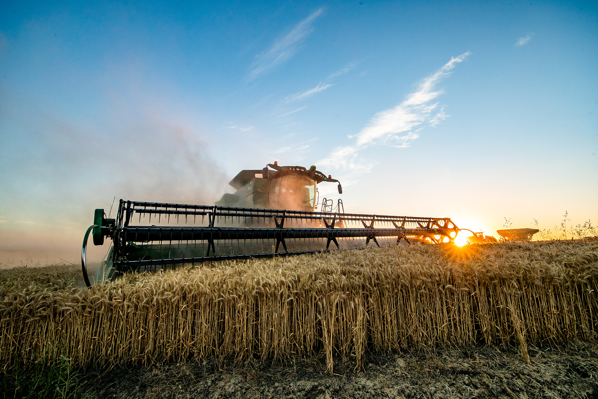 Harvester tractor harvesting wheat at sunrise