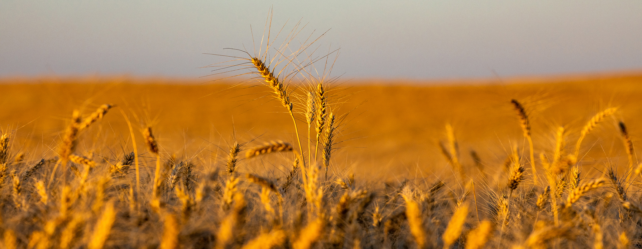 Stalk of wheat