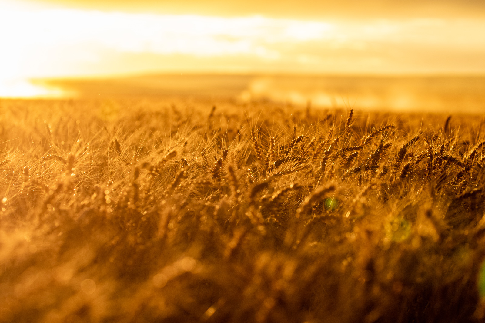 Wheat field