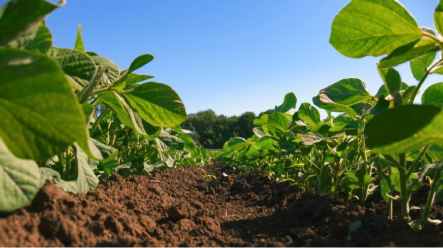 Seedling in a field