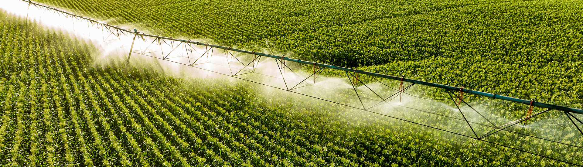 corn field with irrigator running