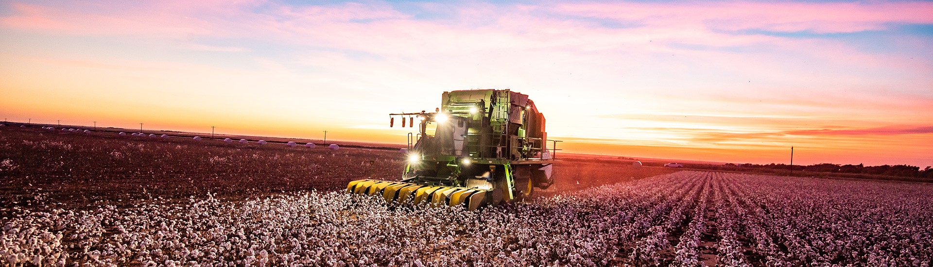 Combine harvesting cotton in Oklahoma at sunset